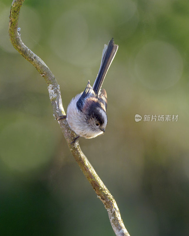 长尾山雀(Aegithalos caudatus)栖息在树枝上